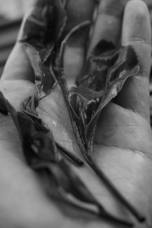 漫撒山一扇磨の散茶2013年プーアル茶