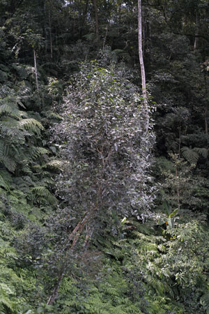 弯弓秋天焙茶2013年