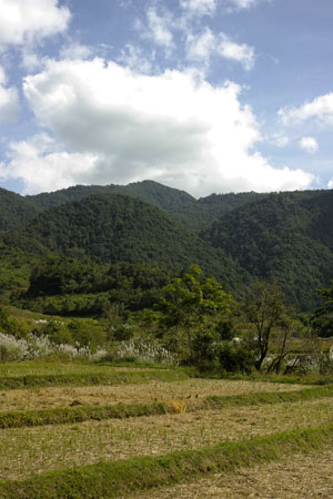 漫撒山秋の散茶2013年プーアル茶