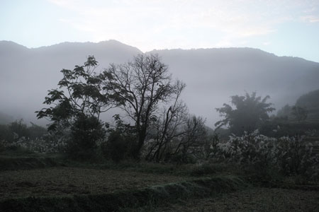 漫撒山秋の散茶2013年プーアル茶