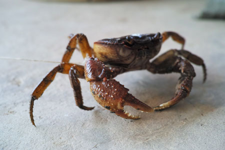 丁家老寨のカニ
