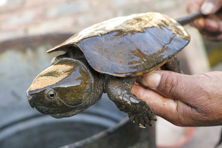 丁家老寨のカメ