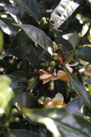 茶の花