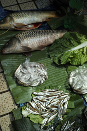 鯉