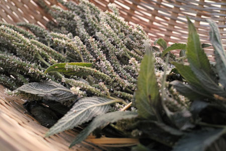 薬草