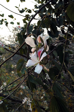 食べる花