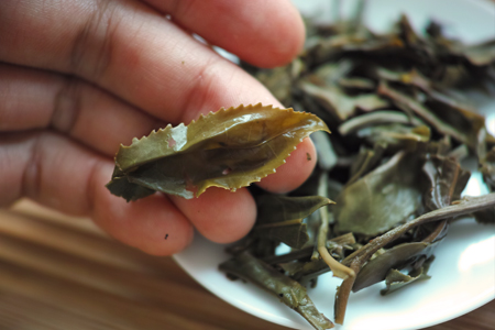漫撒古樹青餅2013年・緑印プーアル茶