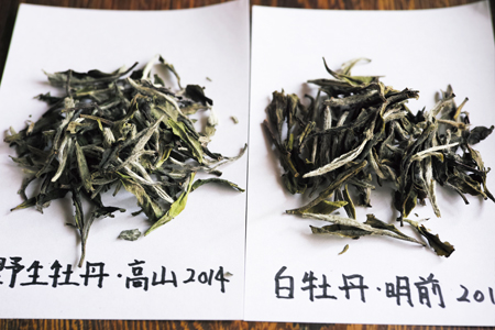 野生白牡丹白茶2011年中国茶