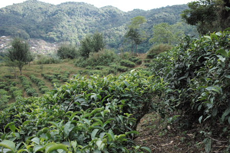 巴達山賀松寨生態茶園