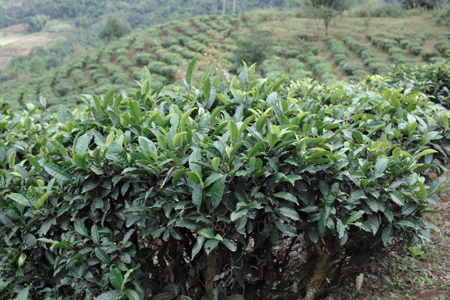 巴達山賀松寨生態茶園