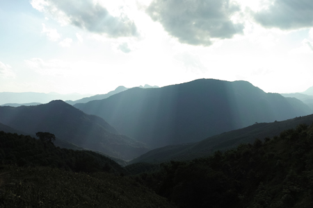プーアール茶旧六大茶山