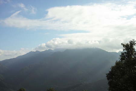 プーアル茶旧六大茶山