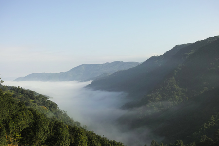 プーアル茶旧六大茶山