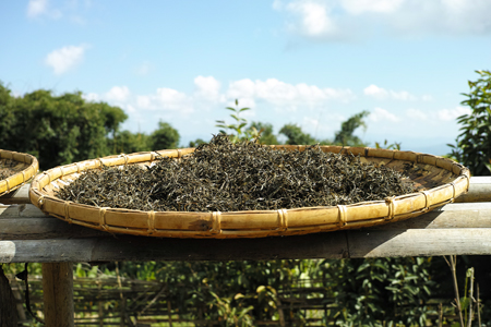 革登単樹秋天散茶2014年プーアル茶