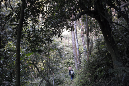 旧六大茶山のお茶