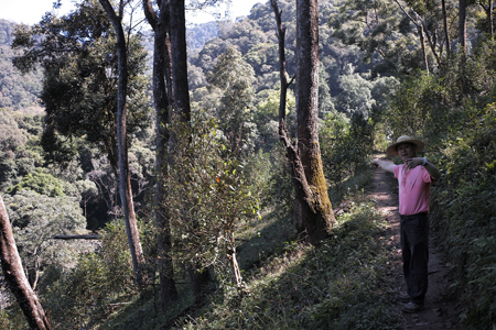 旧六大茶山のお茶