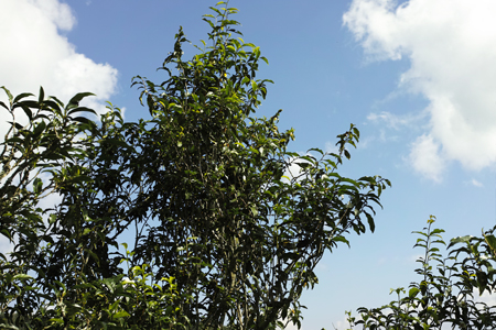 革登単樹秋天散茶2014年プーアル茶