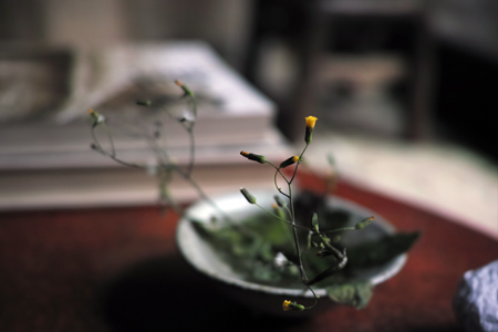 静かな花