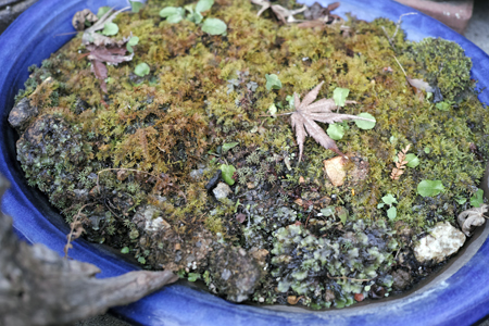 苔の盆栽