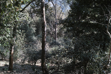 南糯山