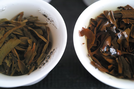 巴達古樹青餅2010年と巴達古樹紅餅2010年紅茶