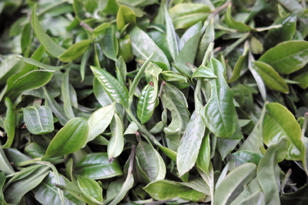 巴達山の春の古茶樹の茶葉