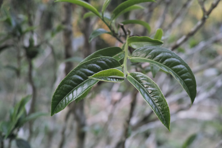 漫撒無聞紅茶2015年