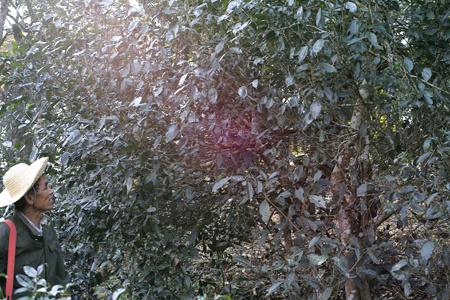 倚邦単樹
