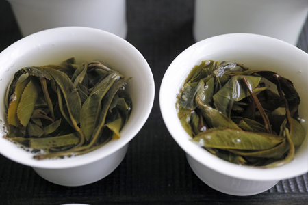 弯弓単樹B春の散茶2015年