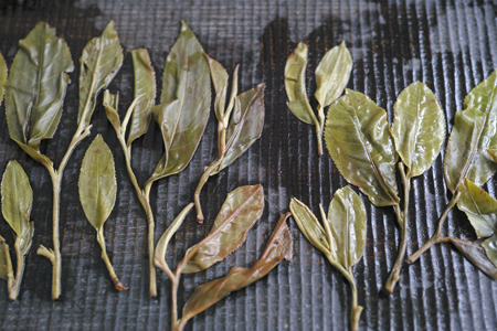 弯弓単樹B春の散茶2015年