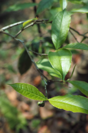 弯弓単樹B春の散茶2015年