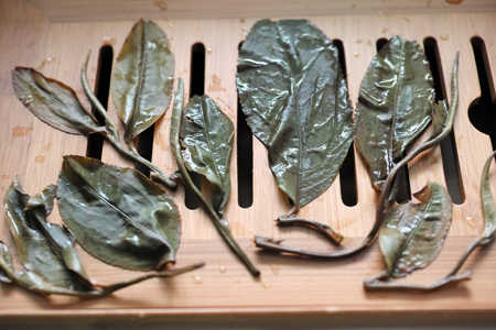 香椿林単樹春の散茶2015年