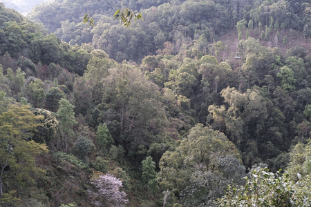 漫撒山風道の散茶2015年