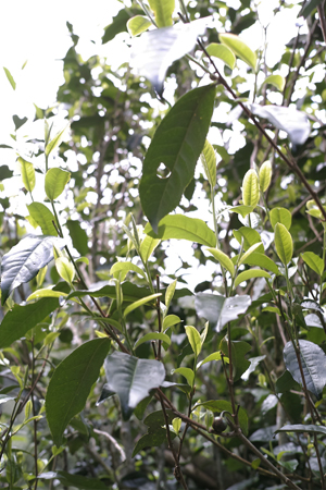 漫撒山風道の散茶2015年