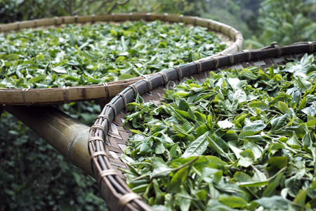 漫撒山風道の散茶2015年