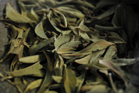 倚邦単樹春の散茶2015年