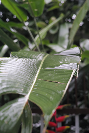 チェンマイ雨バナナの葉