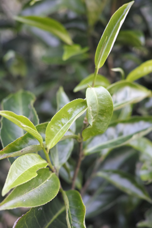 古茶樹