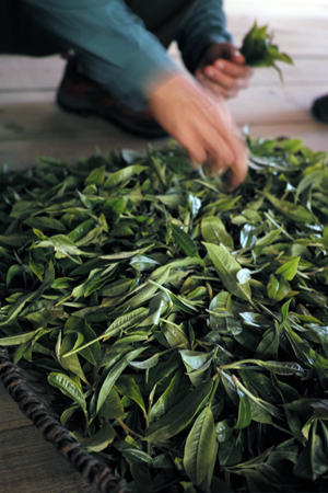 古茶樹