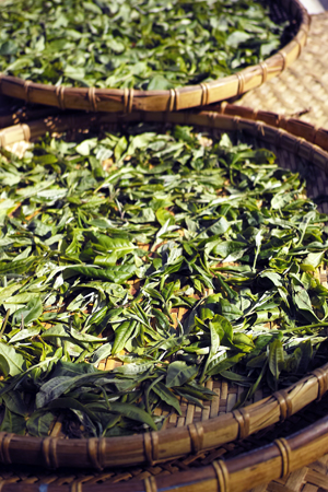 古茶樹