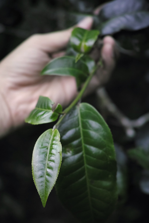 章朗寨古茶樹