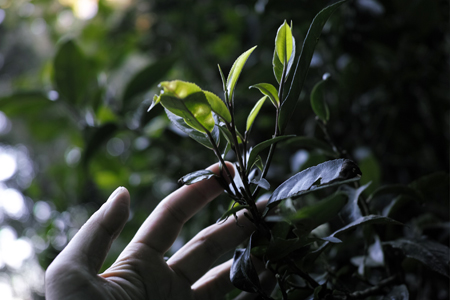 章朗寨古茶樹