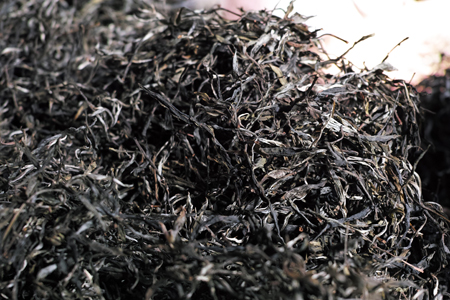 章朗古樹秋天散茶2015年