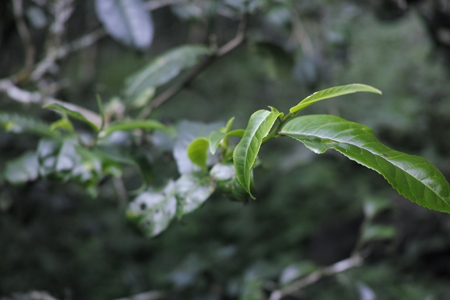 森の古茶樹の茶葉