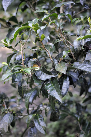 古茶樹の茶葉