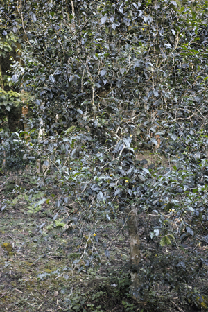 古茶樹の茶葉