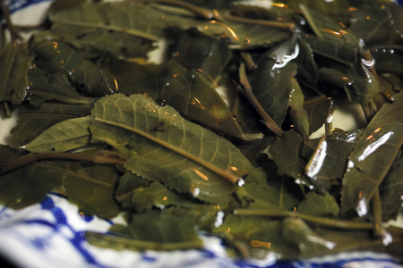 章朗古樹秋天散茶2015年