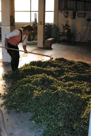 大量生産のお茶
