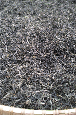 章朗古樹春天散茶2016年