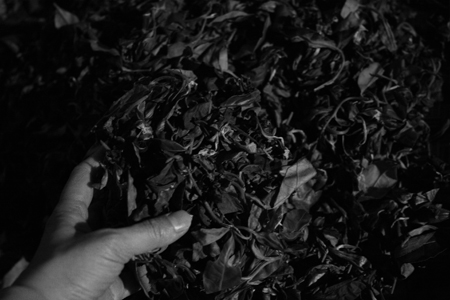 揉捻の茶葉